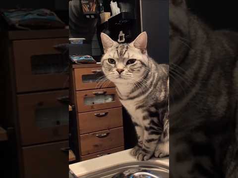 アメショーのラッテ アメショ アメリカンショートヘア 猫と暮らす家猫との暮らし猫 サムネイル