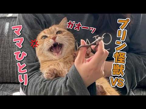 爪切りが大嫌いな猫にママひとりで挑んだら大変なことになりました…！ サムネイル