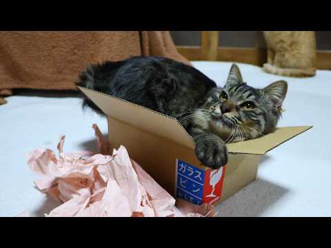 小さい箱とクロ box and cat　260402 サムネイル