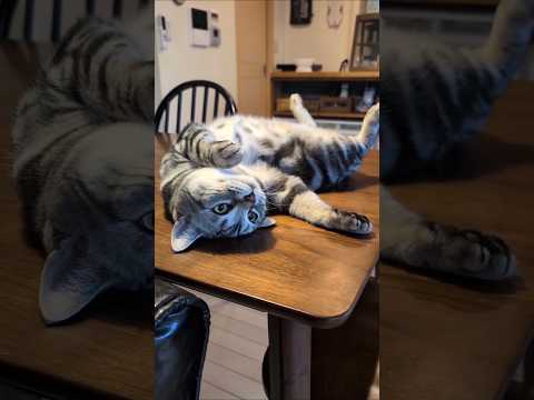 アメショーのラッテ アメショ アメリカンショートヘア 猫と暮らす家＃猫との暮らし猫 サムネイル