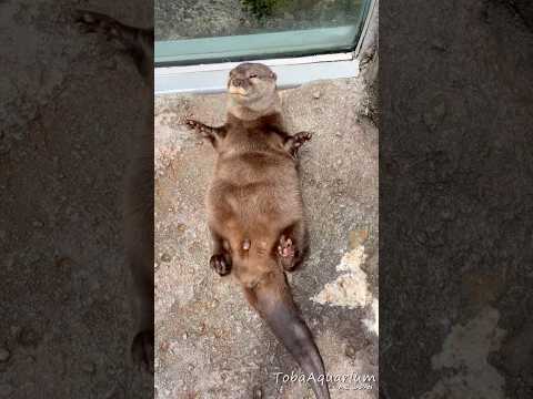 《鳥羽水族館》完全にあのダンス🚣‍♂️(?)カワウソver. 鳥羽水族館 animals コツメカワウソ otter… サムネイル