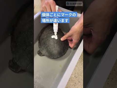 白いマークは何？ shots 名古屋港水族館 サムネイル