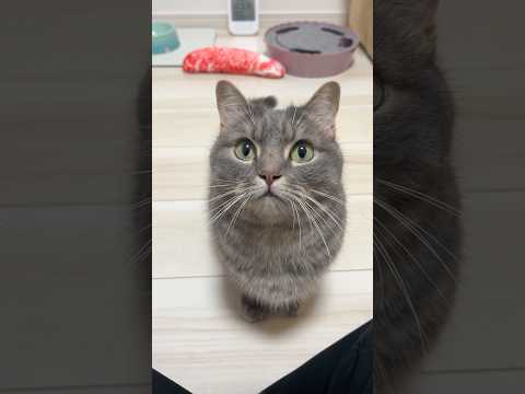 アクアとフランマを混ぜてみた結果 shorts 猫 かわいい サムネイル