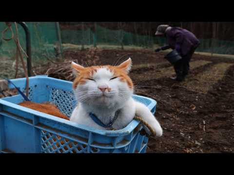 ちろぽんさばじろうと玉ねぎにんにくに追肥　260407 サムネイル