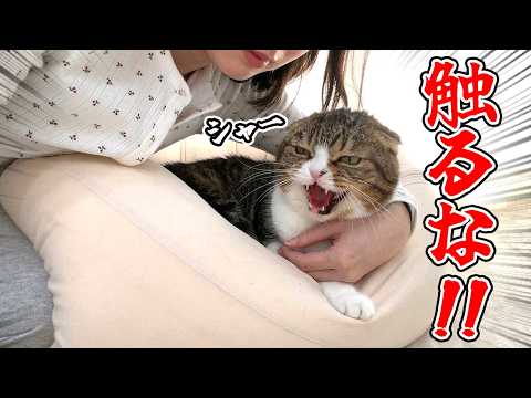【悲報】愛猫にはじめてガチギレされました！ サムネイル