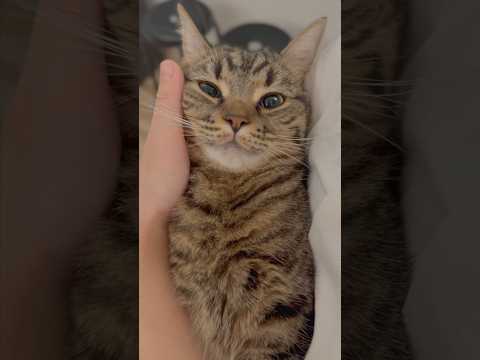 【2025年】スコティッシュ総集編!! cat 猫 サムネイル