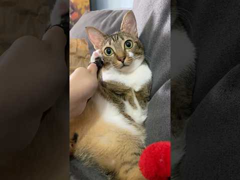 兔兔在打电话啦 サムネイル