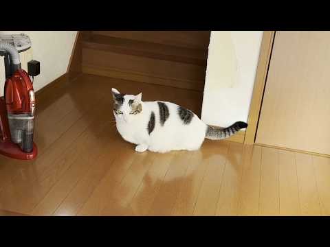 ビビって逃げたのに不服そうにするヘタレな猫 サムネイル
