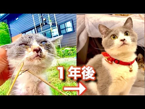話題の子猫成長記録：病気から1年後の驚きの姿