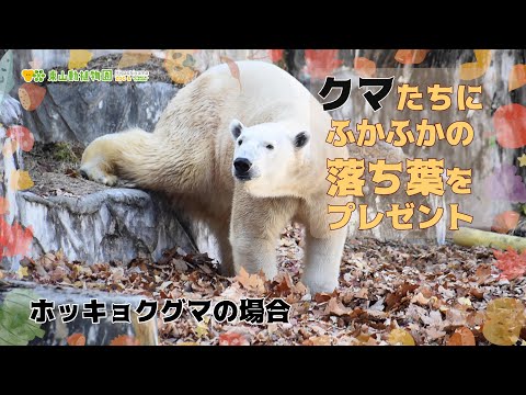 【東山動植物園公式】クマたちにふかふかの落ち葉をプレゼント〜フブキ編〜《 ホッキョクグマ　クマ 》 サムネイル