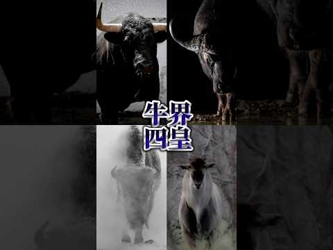 銀嶺の巨獣[バイソン雑学] 牛界四皇part1 サムネイル
