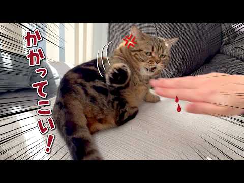 ふわふわの愛猫を愛でようをしたらまさかの事件が起きました！ サムネイル