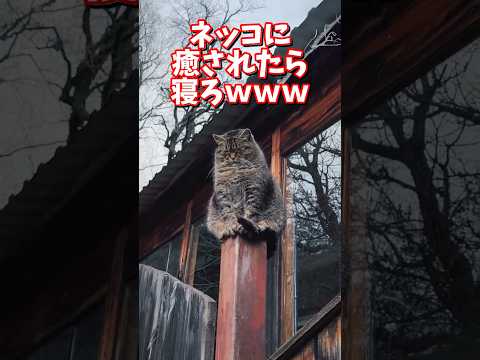 ネッコの動画で癒されたら寝ろｗｗｗ　2ch  動物  猫 癒やし ねこ動画 サムネイル