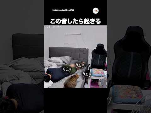毛玉を吐く音で起きる主｜PECO サムネイル