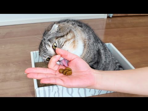 【大流行】猫に『手輪っかおやつチャレンジ』をしてもらったら学力が高すぎて横転🤣🤣🤣 サムネイル