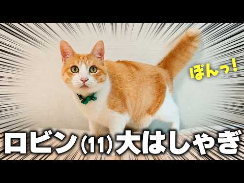 ロビン(11)、大はしゃぎ