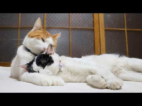 ちろ腕枕のチビ　260324 サムネイル