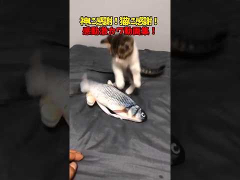 ありがとさげもす！！！🐈️