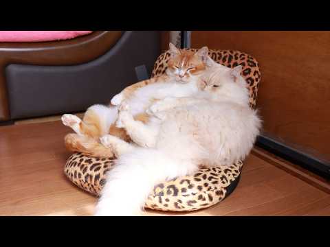 座椅子におすわりもふぼー　 sitting cat　260306 サムネイル