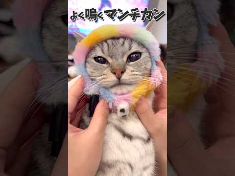 よく鳴くマンチカンが可愛すぎる...w cat 猫 サムネイル