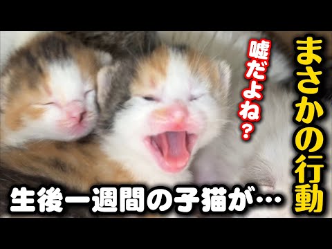 【前代未聞】母猫にため息を吐かれ子猫にはシャーをされました サムネイル