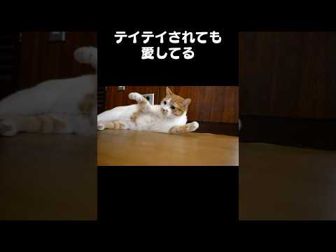 「テイテイされても愛してる」猫あるある|フルはApple Musicほか音楽アプリへ サムネイル