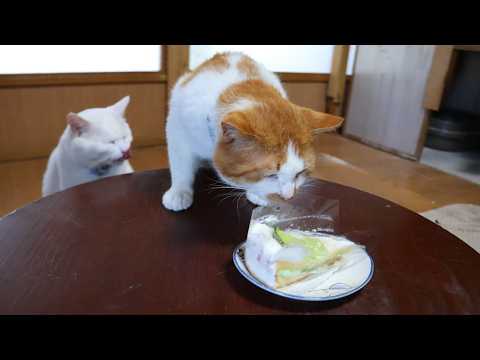 ちゃぶ台の上のメロンケーキ　260712