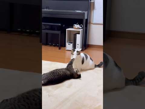 スキありー！ サムネイル