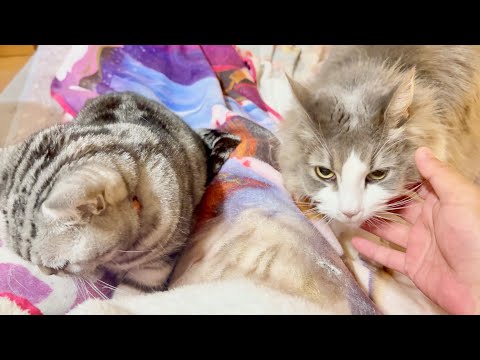 ちーちゃんと過ごした最後の夜 サムネイル