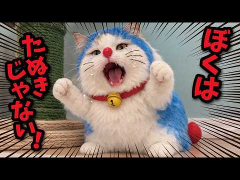 【衝撃の事実】ウチの猫、実はタヌキでした サムネイル