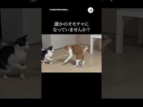 猫で遊ぶ猫｜PECO サムネイル