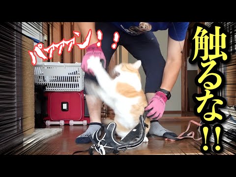 猫に本気で噛まれた結果…まさかの展開に