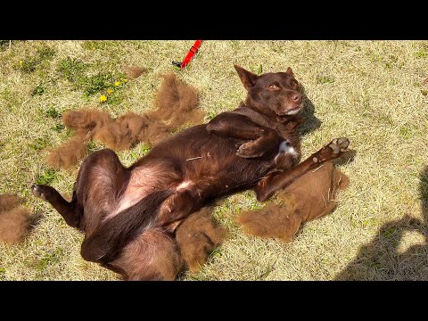 現在ワンコが大変なことになってます。。