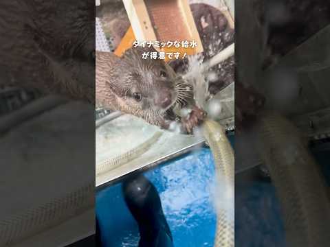 【コツメカワウソ】ホースから給水するここ【サンシャイン水族館】shorts 水族館 サムネイル