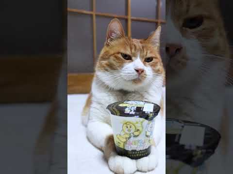 んぽちゃむ ヨーグルト　260506　 cat のせ猫 cute　 んぽちゃむ 猫のいる暮らし ヨーグルト　 cute… サムネイル
