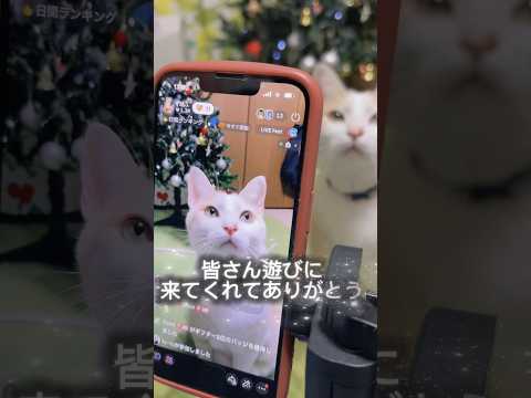 お婆ちゃんが三太の配信をしました #cats #shorts #球太 サムネイル
