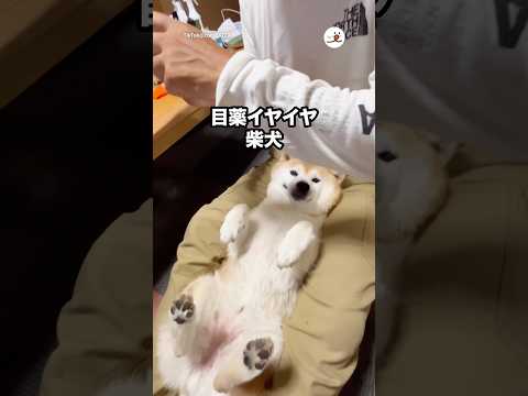 「集中！」と言われると…｜PECO サムネイル