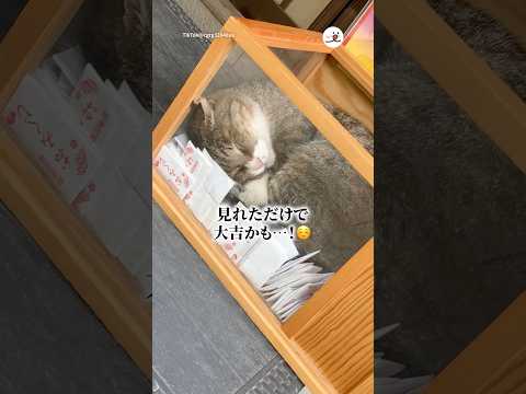 ご利益入ってた…笑｜PECO サムネイル