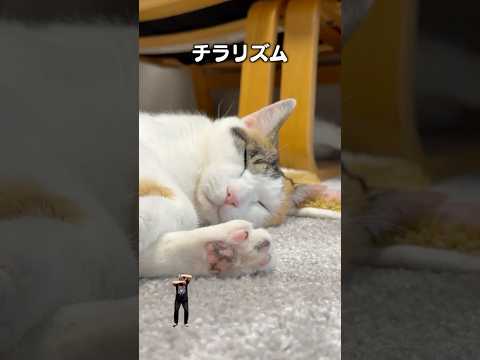 「寝てるふりしてチラリズム」猫あるある|フルはApple Musicほか音楽アプリへ サムネイル