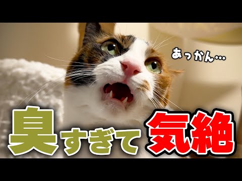 【激臭】ベルちゃんが耐えられなかった“原因”がこちらです… サムネイル