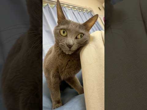 ママの袖が気になりすぎる猫たちw shorts サムネイル