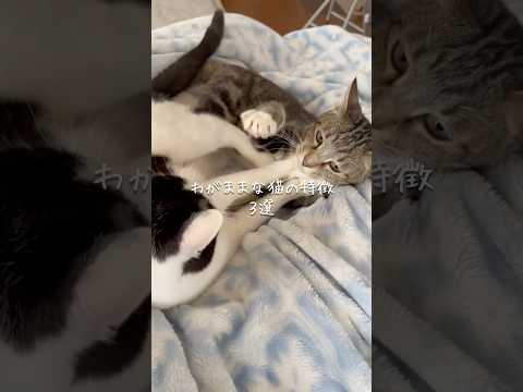 わがままな猫の特徴3選 猫 ねこ 猫のいる暮らし ねこのいる生活 猫好きさんと繋がりたい 猫動画 ねこ動画 保護猫 雑… サムネイル