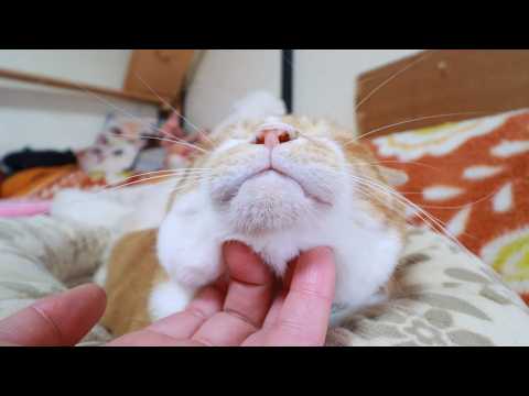 ぼーお顔なでなで　260516 サムネイル
