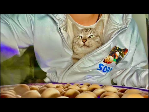 朝9時｜99%眠くなる😴 Cat ASMR Wood Balls 🐱 Live from Japan サムネイル