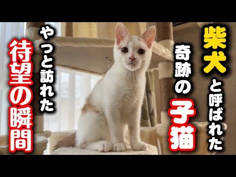 柴犬に間違われた子猫に待望の瞬間が訪れた