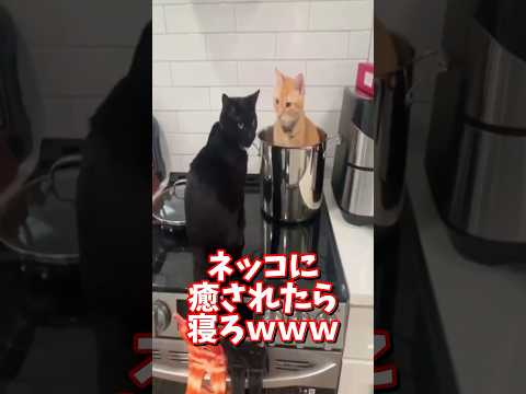 ネッコの動画で癒されたら寝ろｗｗｗ　2ch  動物  猫 癒やし ねこ動画 サムネイル