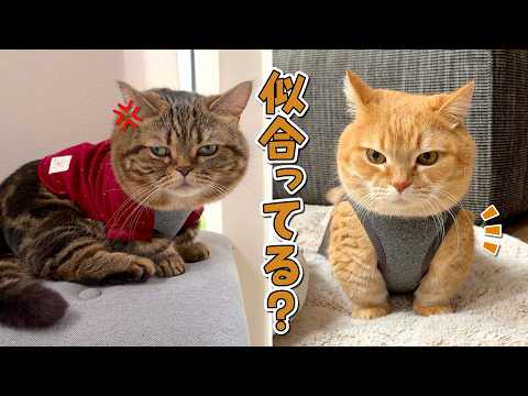 愛猫に服を着せたらプロレスラーとヤンキーみたいになっちゃいましたw サムネイル