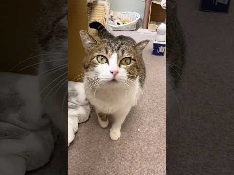 今日こそはシャーされないチャレンジ（8日目） サムネイル