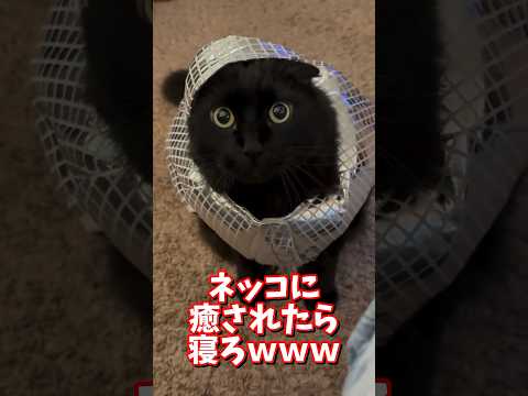 ネッコの動画で癒されたら寝ろｗｗｗ　2ch  動物  猫 癒やし ねこ動画 ねこ サムネイル
