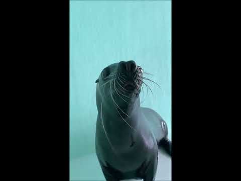 話題のオタリア「すず」の最新情報をチェック！